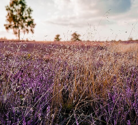 Die Magie der Heideblüte