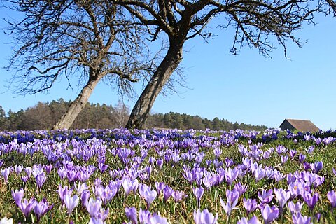 Krokusblüte im Teinachtal